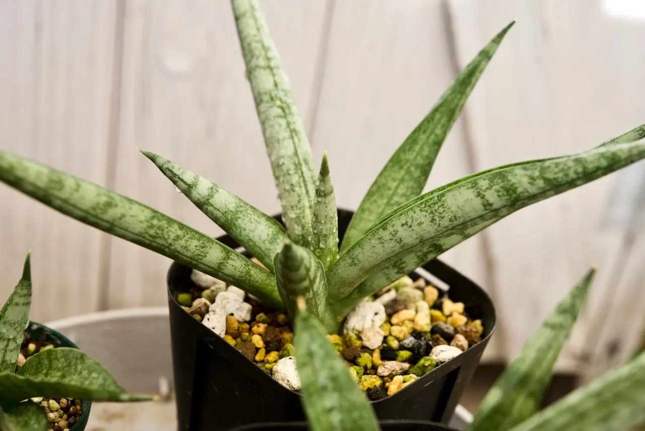 サンセベリア　ボンセレンシス