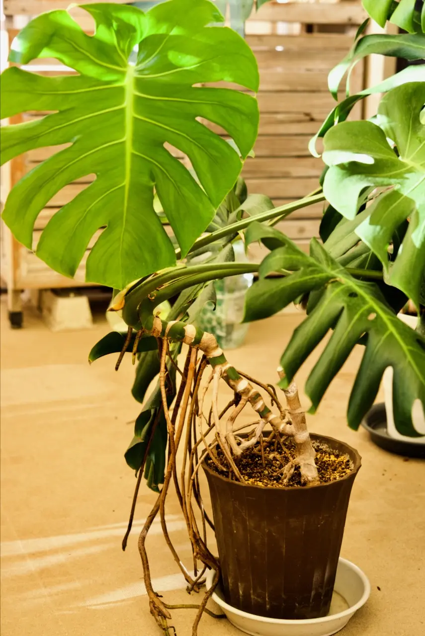 モンステラ　デリシオーサ