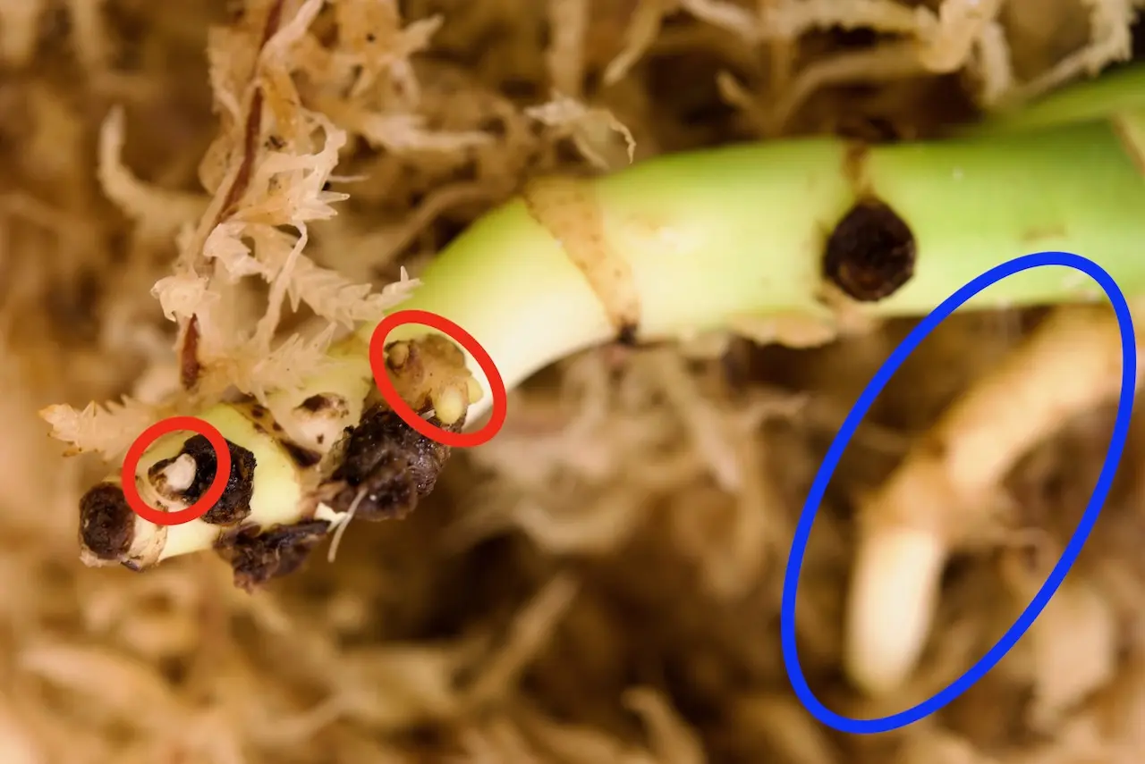 モンステラ　バールマルクスフレーム　フーフー密閉2週間経過