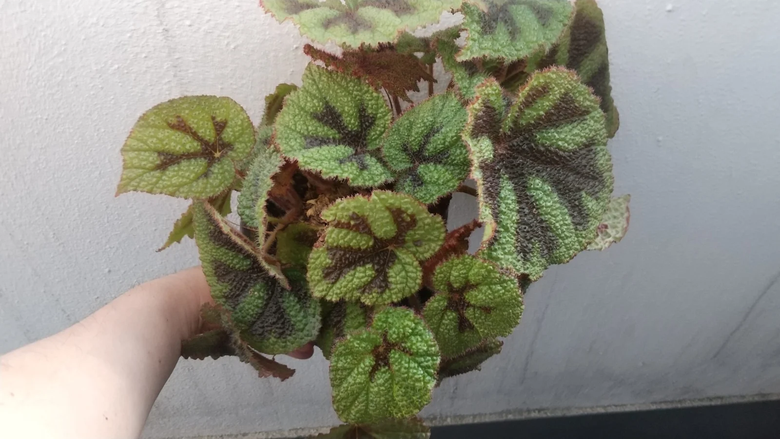 ベゴニア　マソニアナ