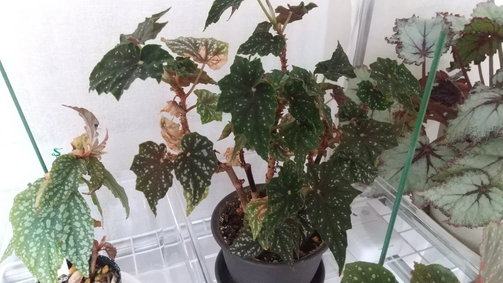 ベゴニア　ドレッシィ