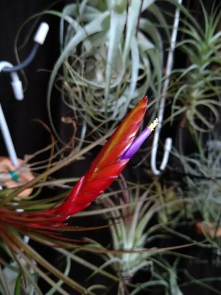 ティランジア　メラノクラテル　花