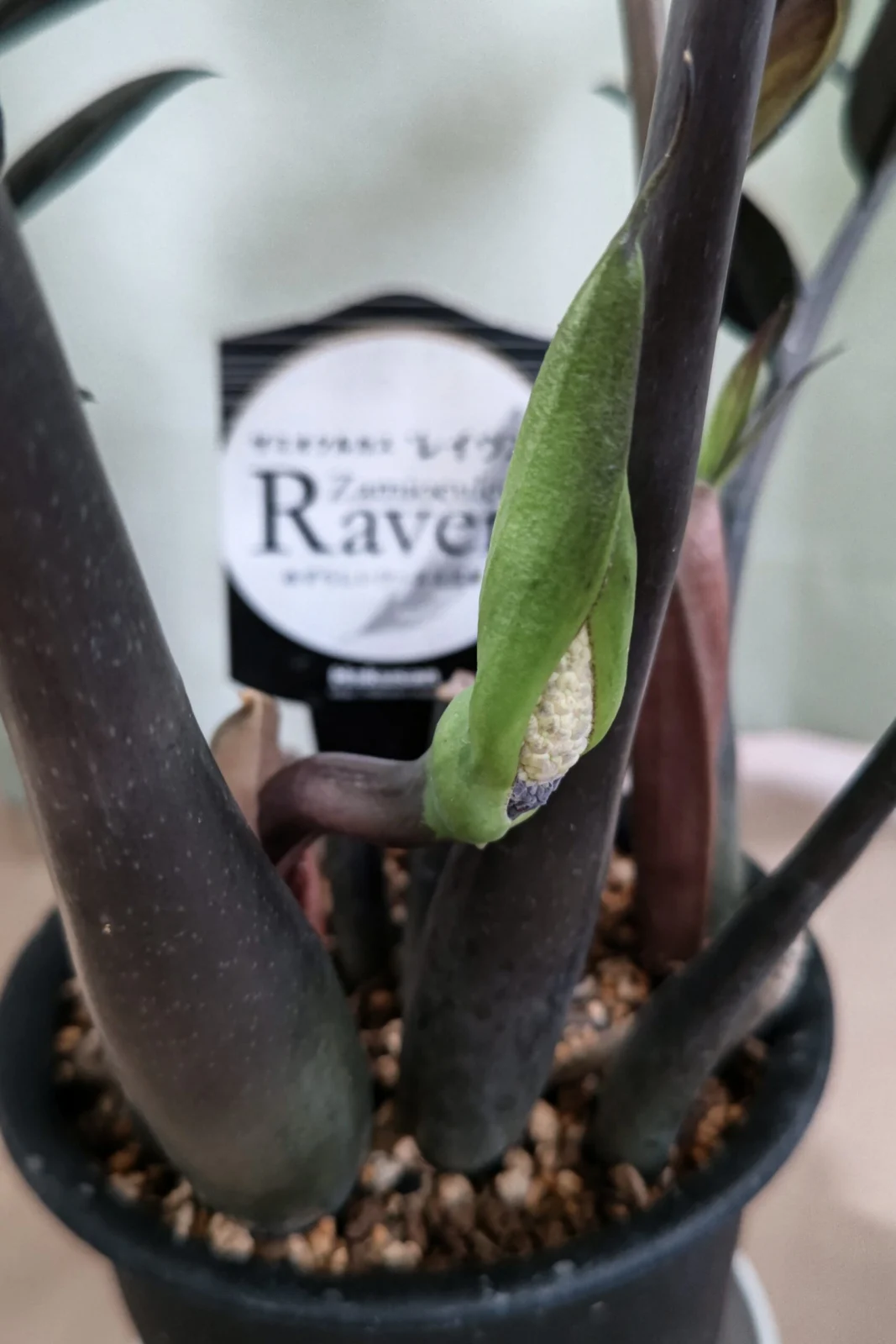 ザミオクルカス レイヴン 花 肉垂花序