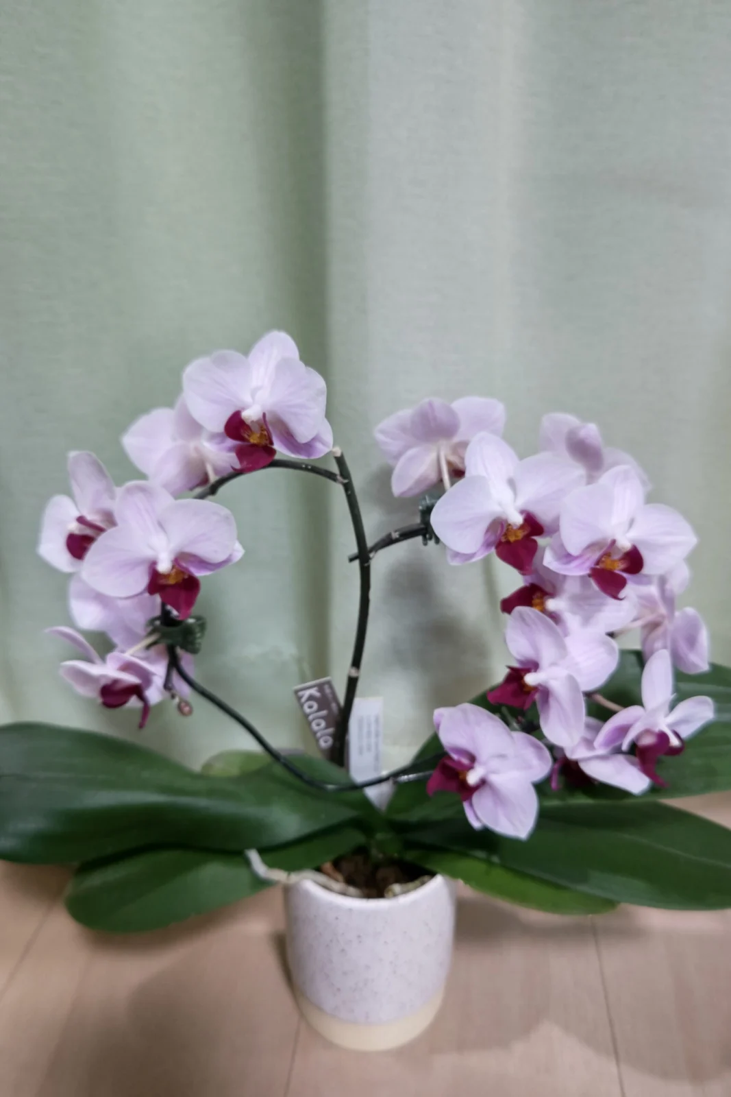 胡蝶蘭 カララ アレンジメント？