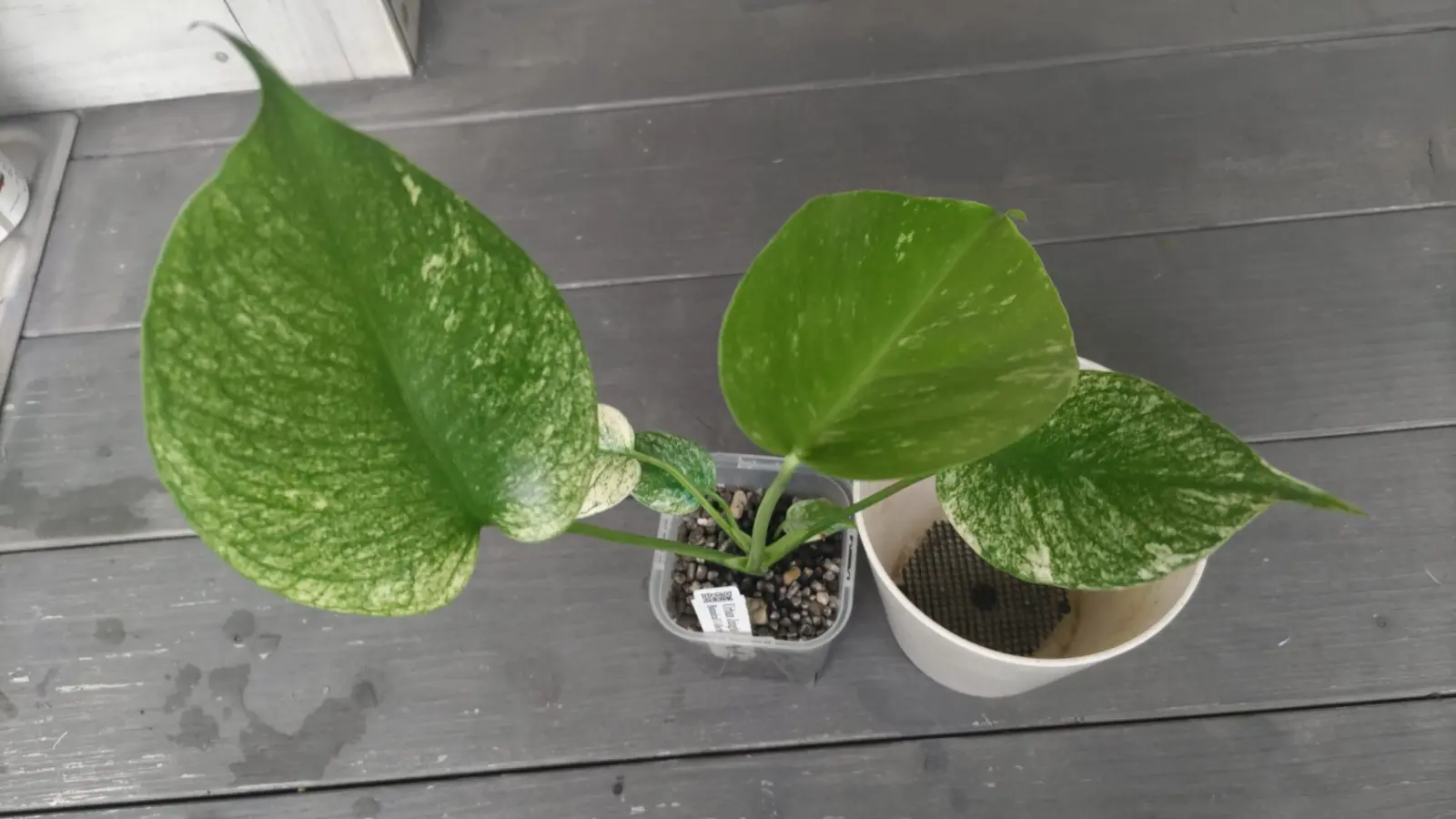 モンステラ デリシオーサ ホワイトモンスター