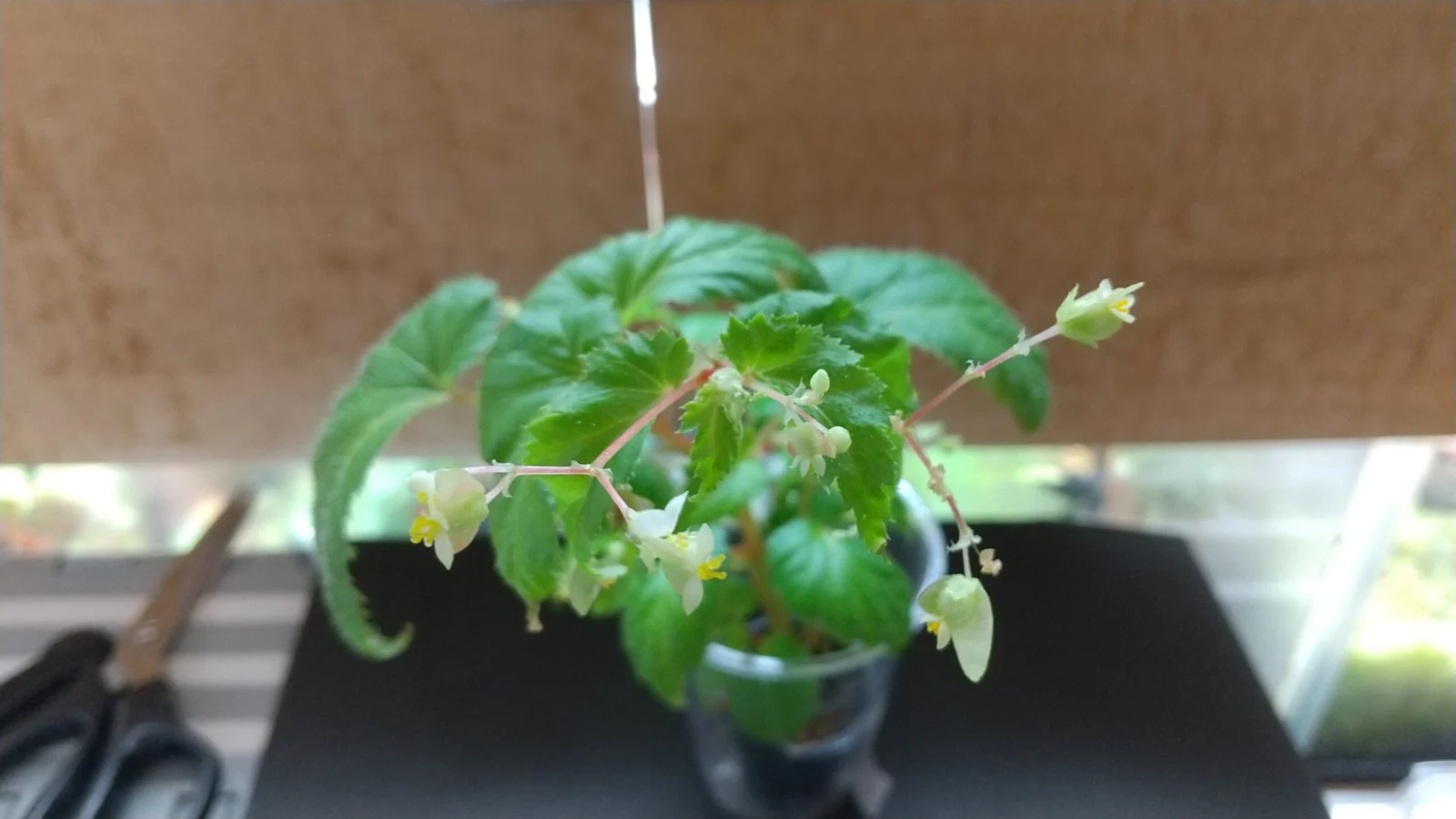 ベゴニア　ヒルスタ