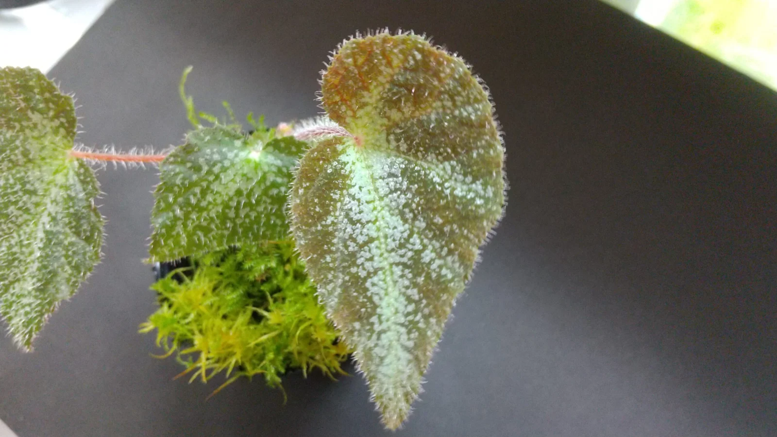 ベゴニア　ルオケンゲンシス