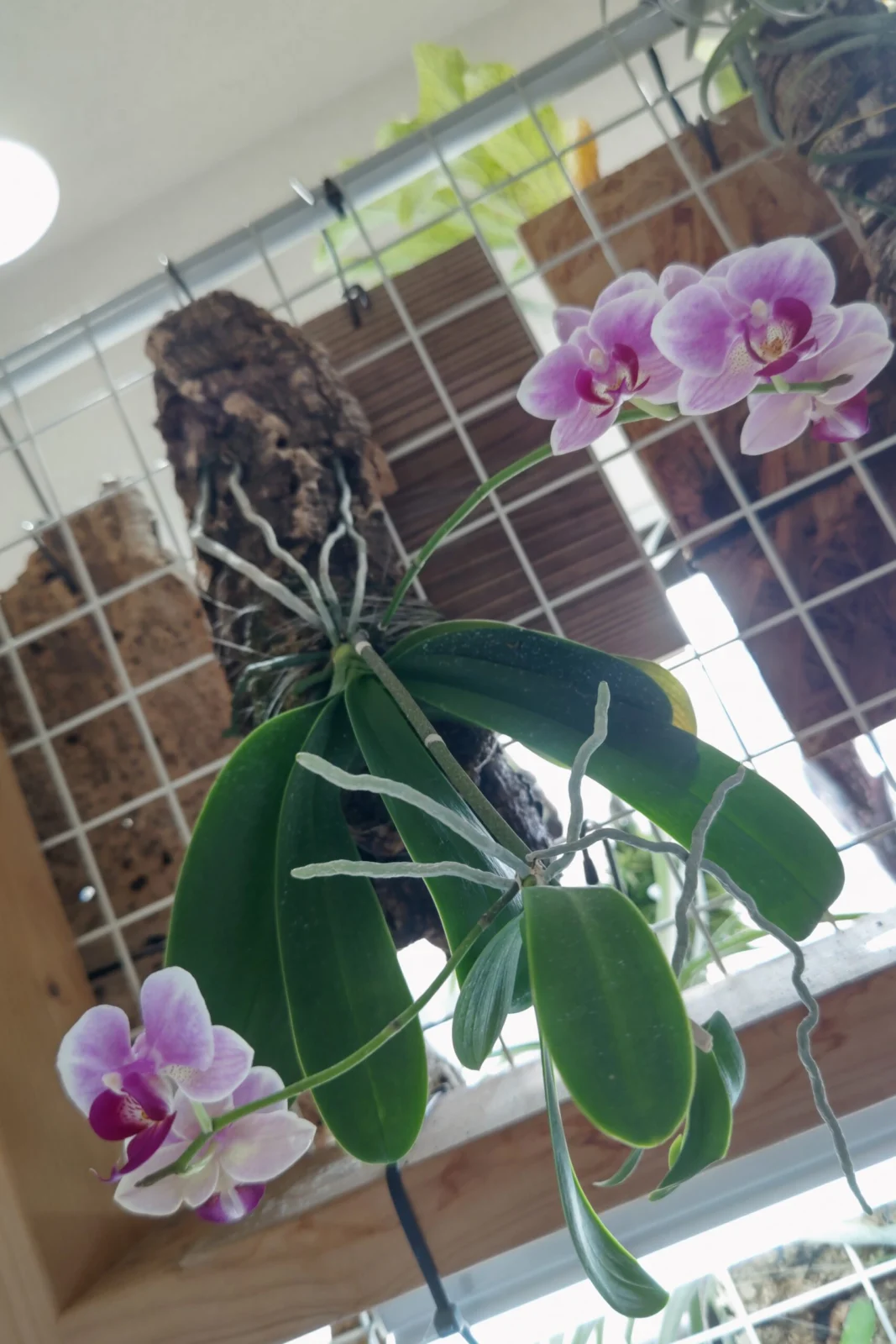 胡蝶蘭 板付け 高芽 花