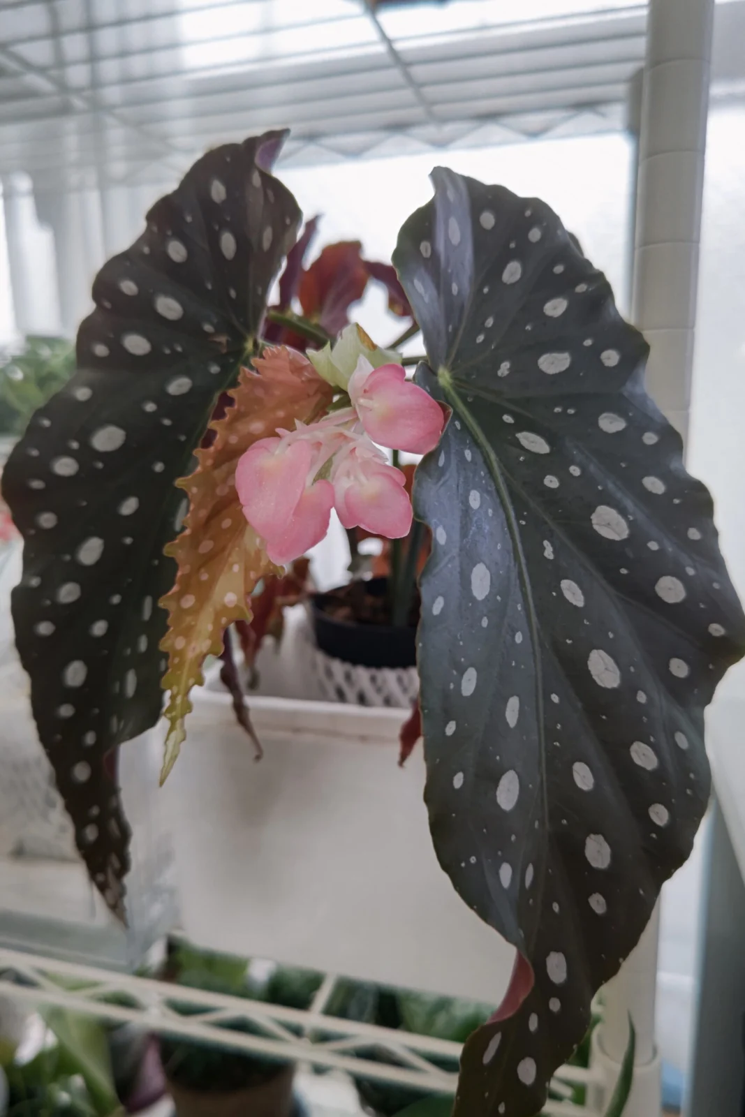 ベゴニア 流れ星 花