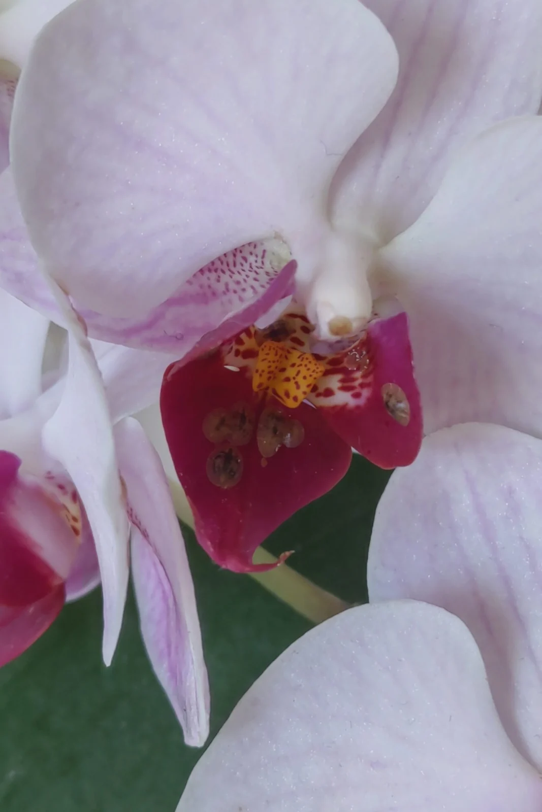 胡蝶蘭 カララ 害虫