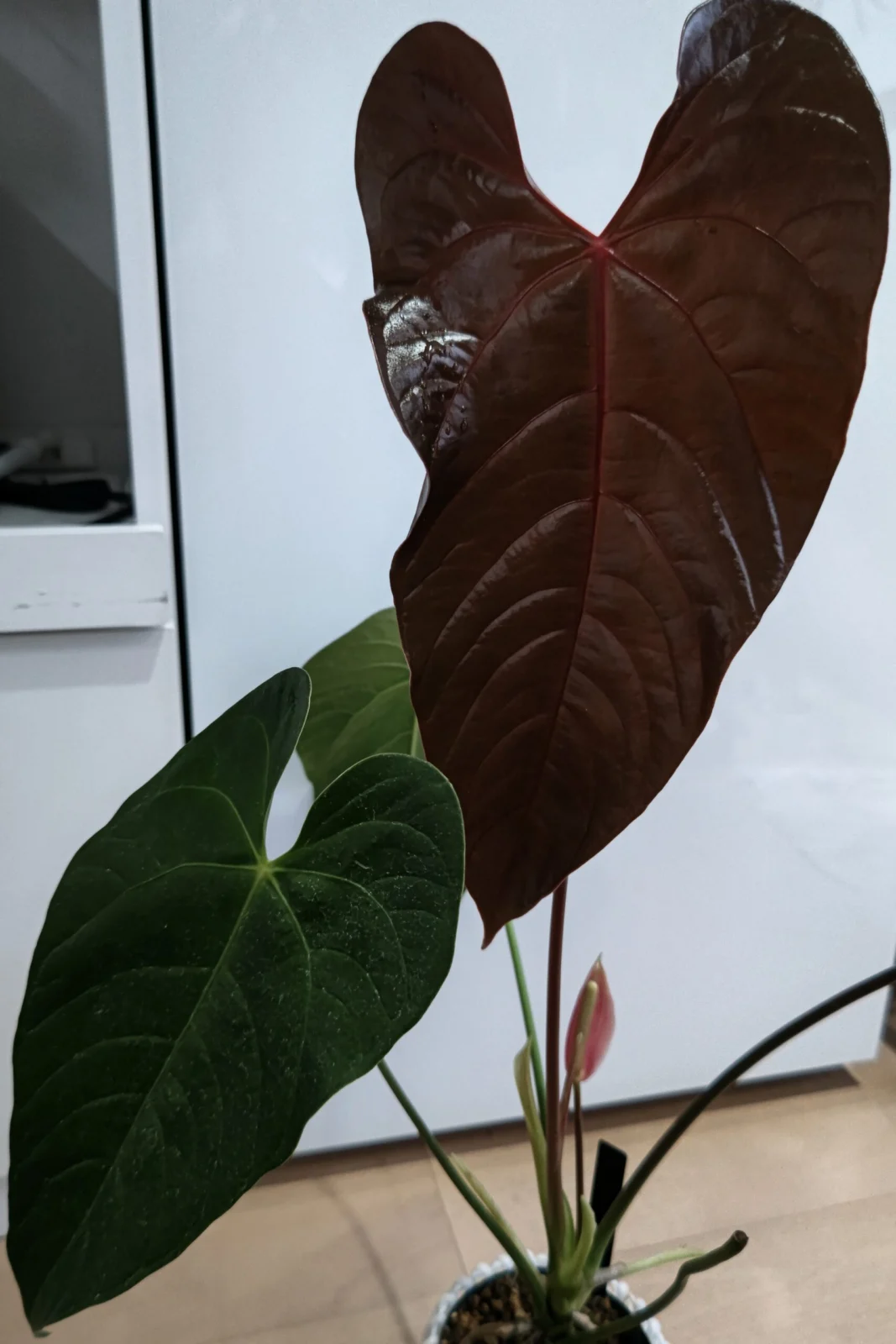 アンスリウム ベイチー✕ロムズレット 花