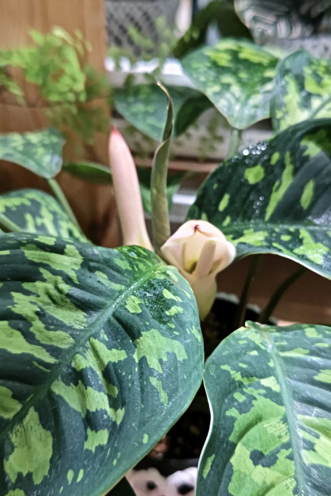 ホマロメナ カモフラージュ 花 ダブル