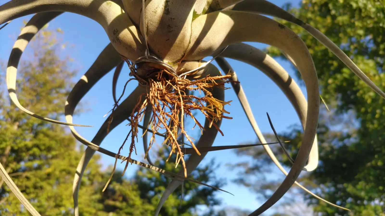 ティランジア キセログラフィカ