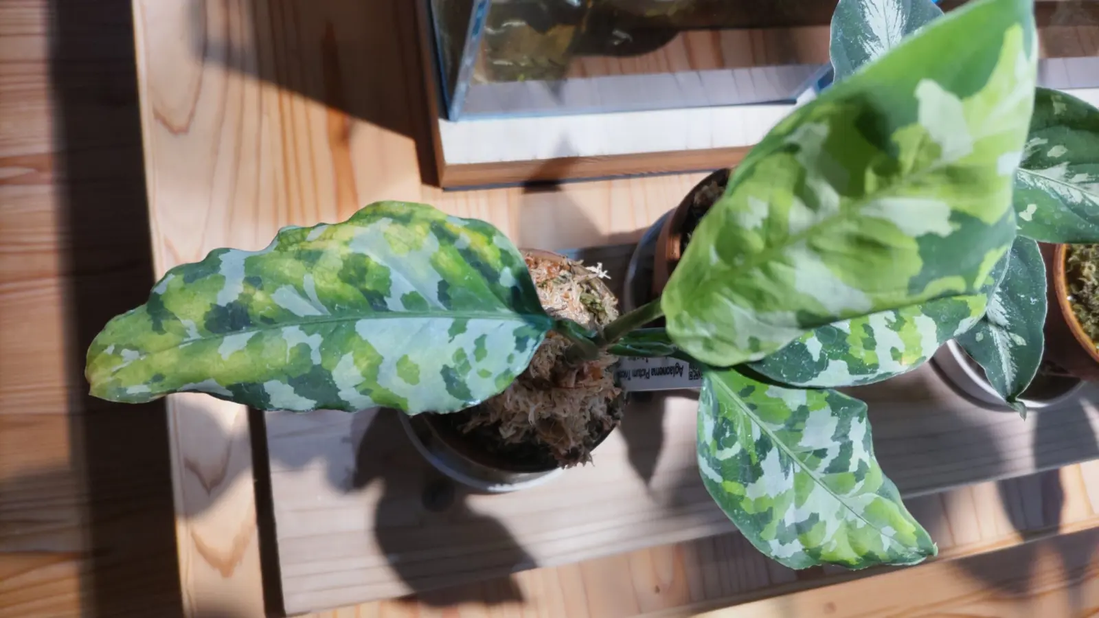 アグラオネマ ピクタム トリカラー アンダマン