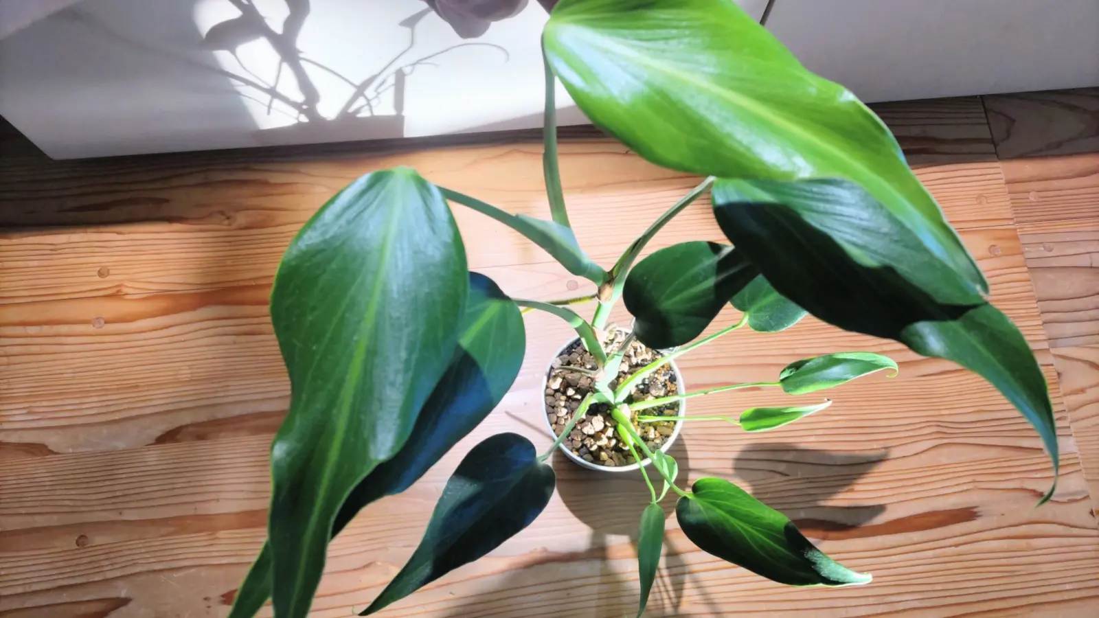 モンステラ バールマルクスフレイム