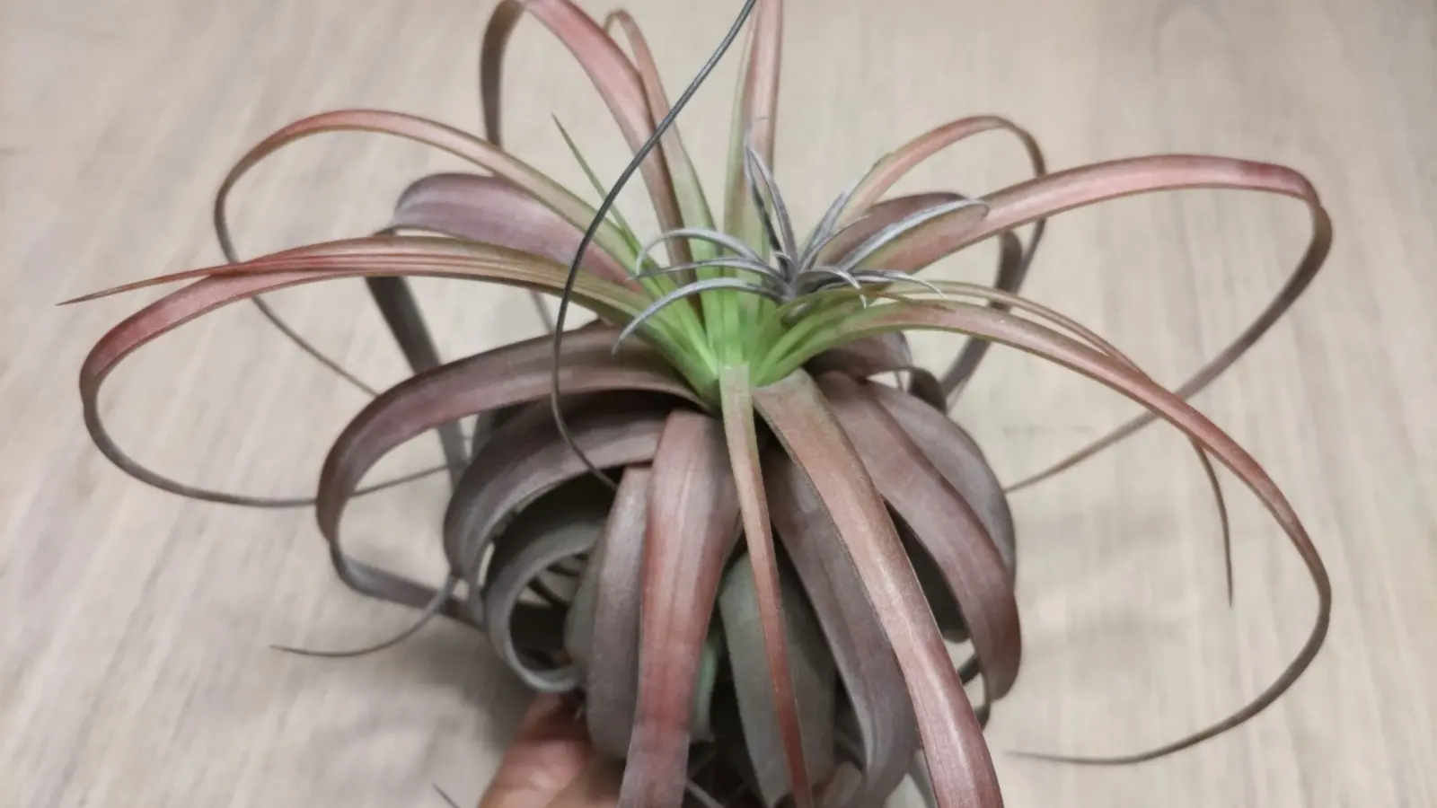 ティランジア ラブノット