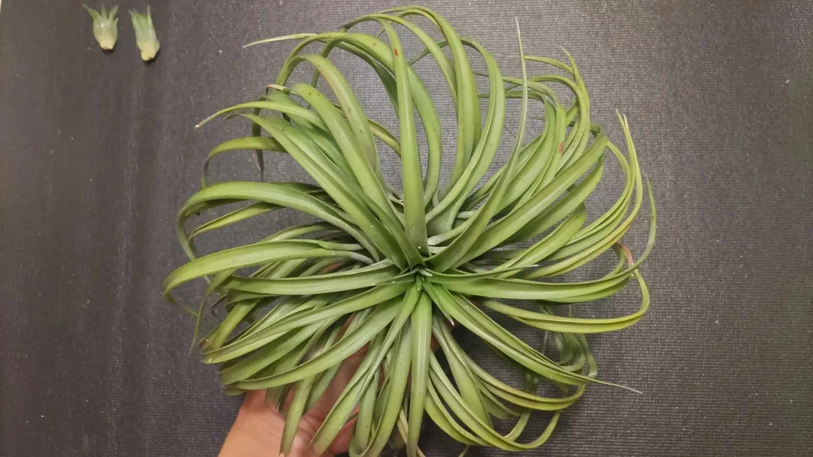 ティランジア ブラキカウロス タイフーン