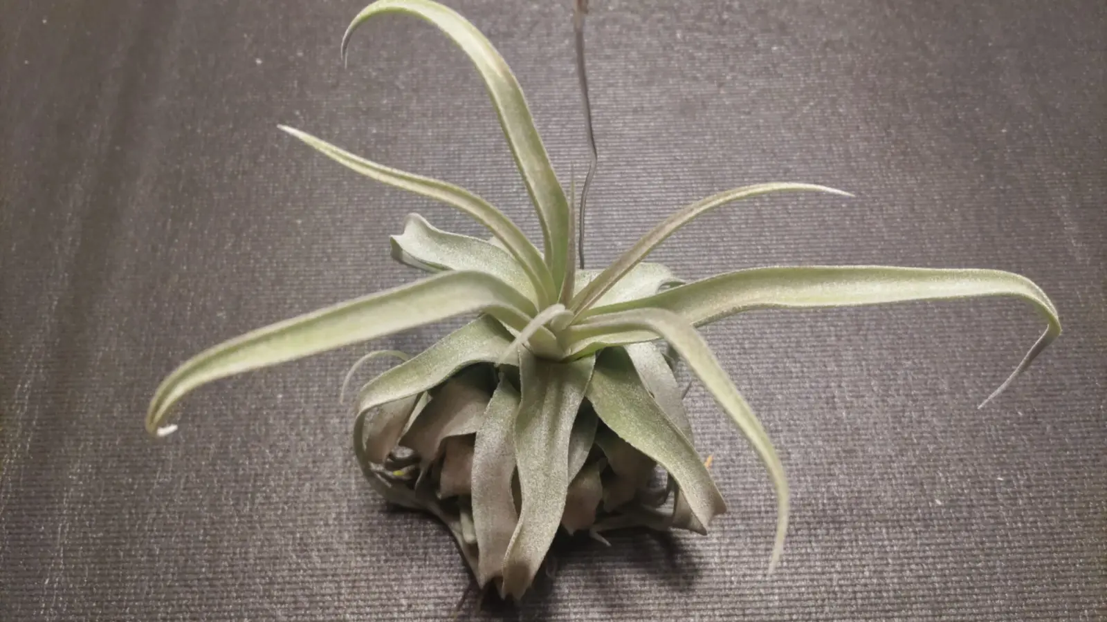 ティランジア ストレプトフィラ レッドクローン