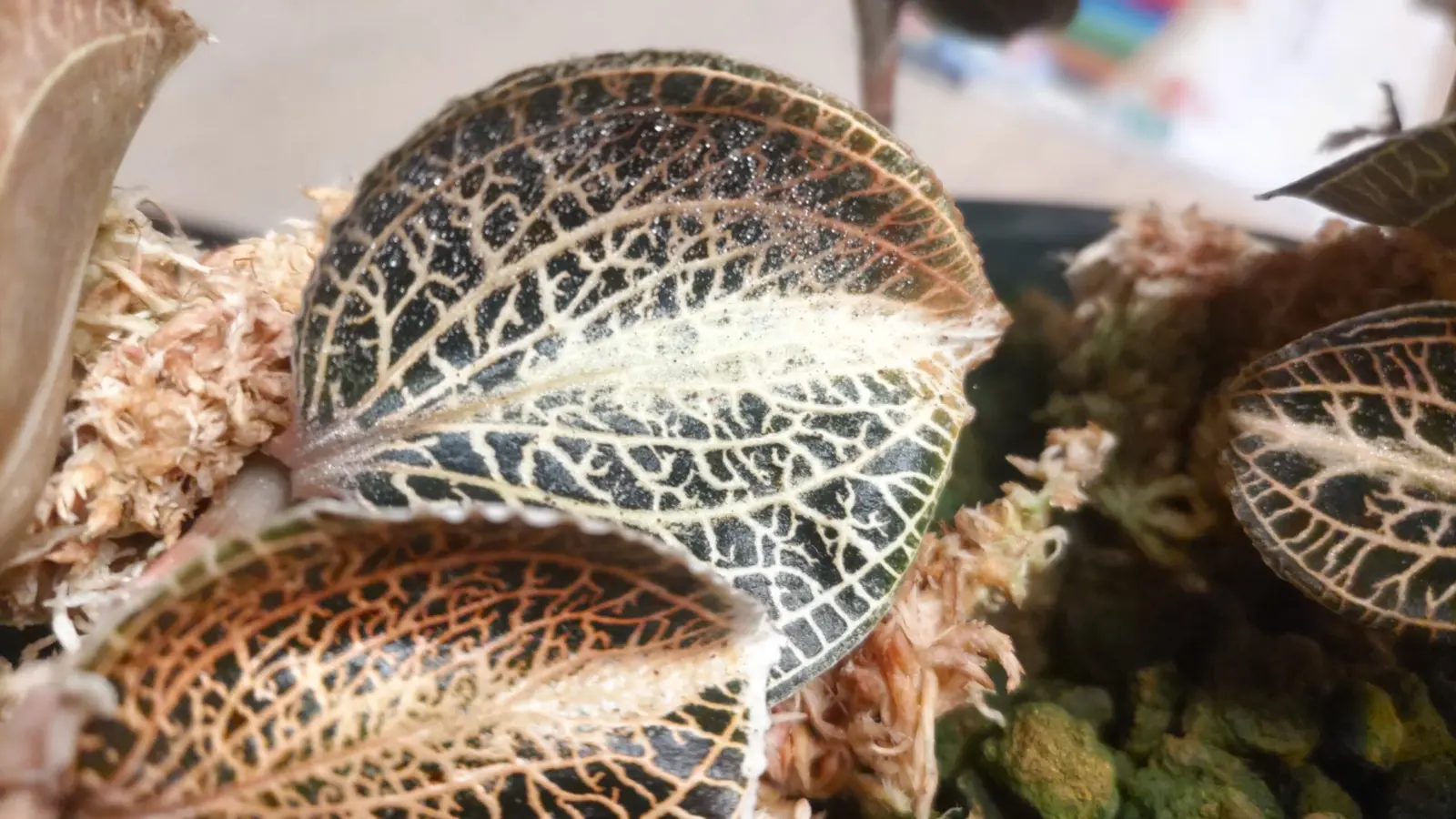 アネクトキルス sp.丸葉タイプ