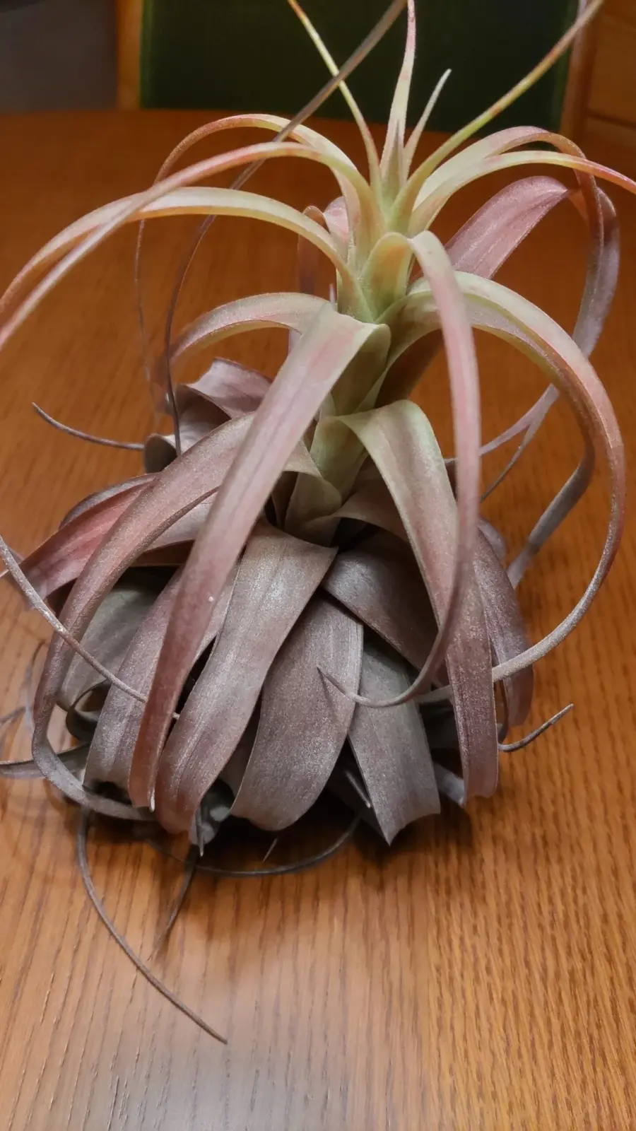 ティランジア ラブノット