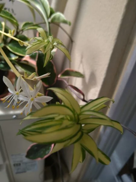 オリヅルラン 花