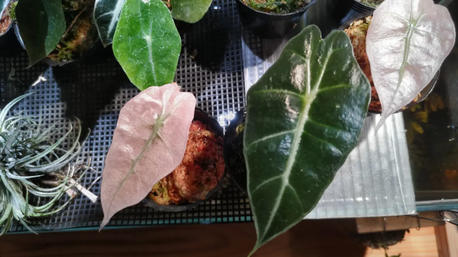 アロカシア アマゾニカ