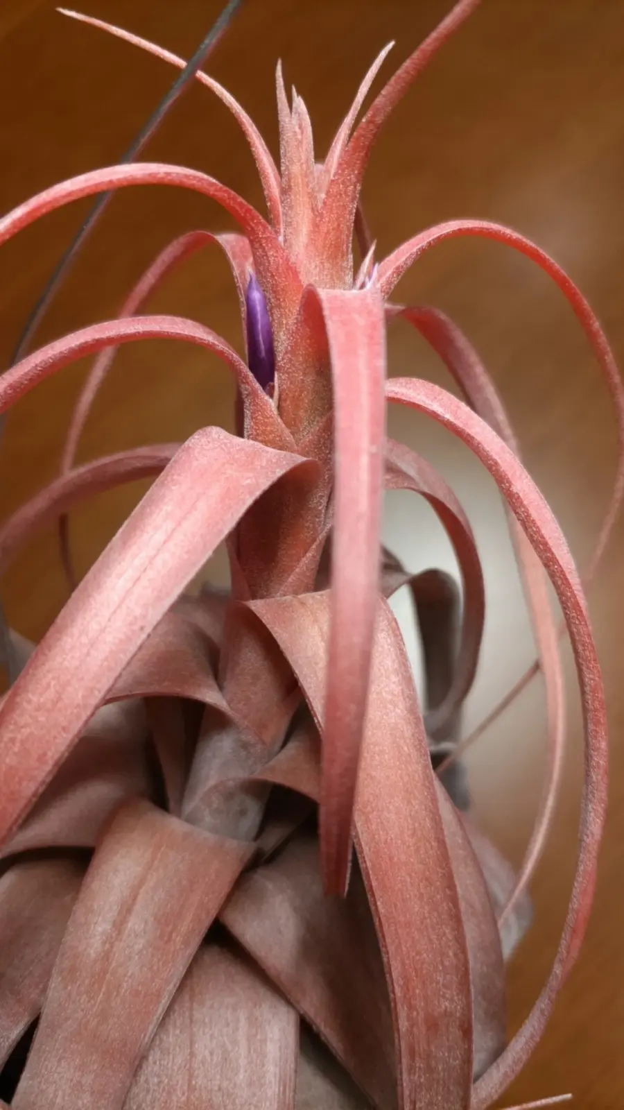 ティランジア ラブノット