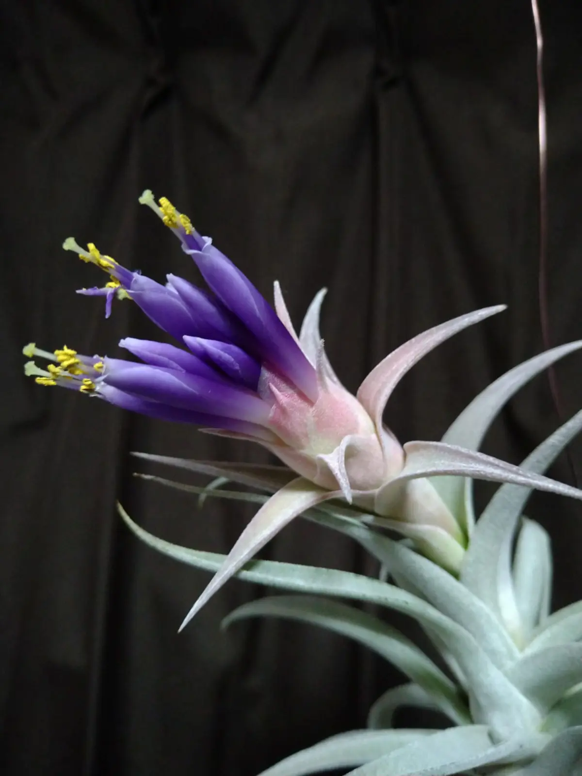 ティランジア　ホンジュレンシス風　⑥　花