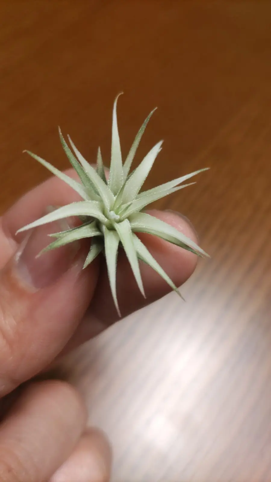 イオナンタ アルボマルギナータ