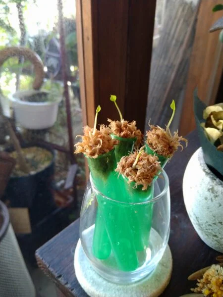 アンスリウム　グラシレ　発芽