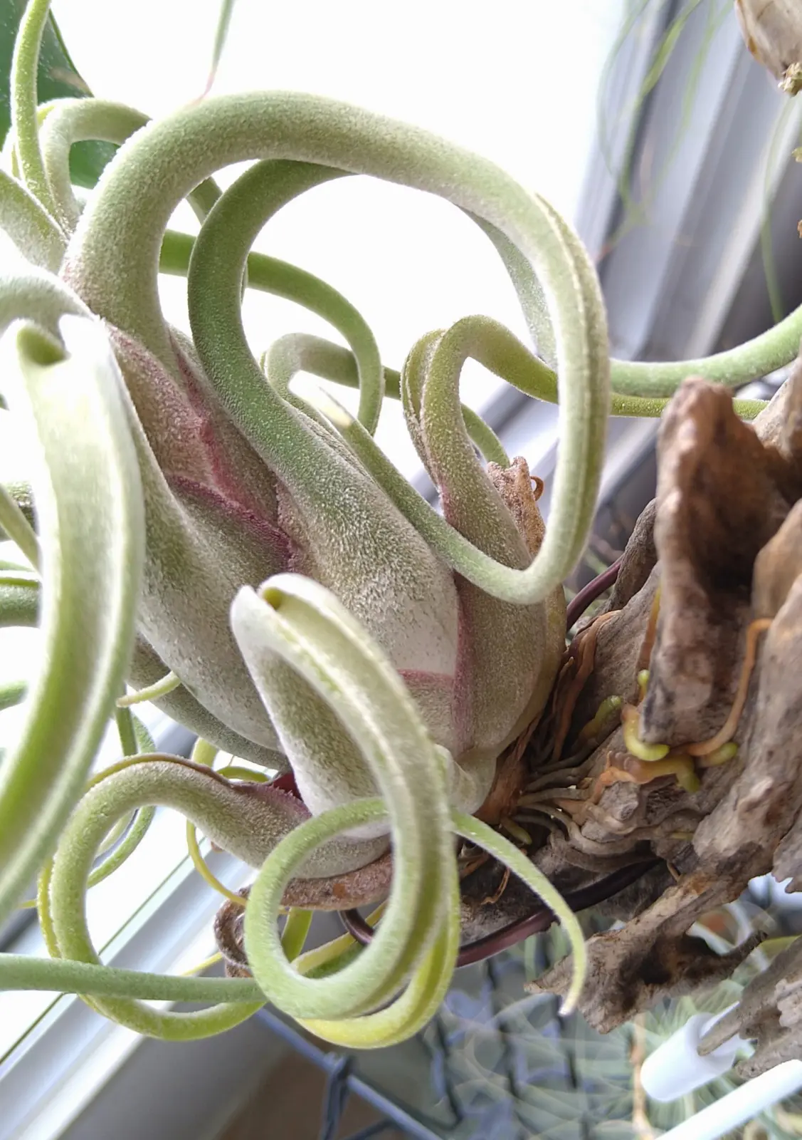 ティランジア　カプトメデューサエ