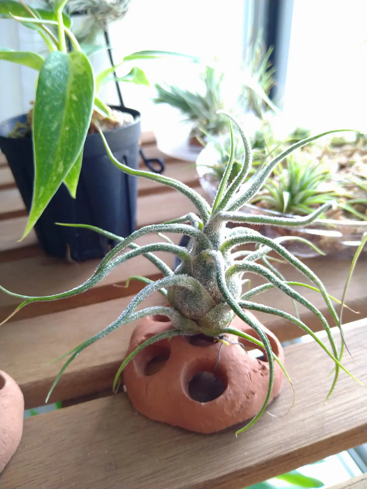 ティランジア　プルイノーサ　グアテマラ