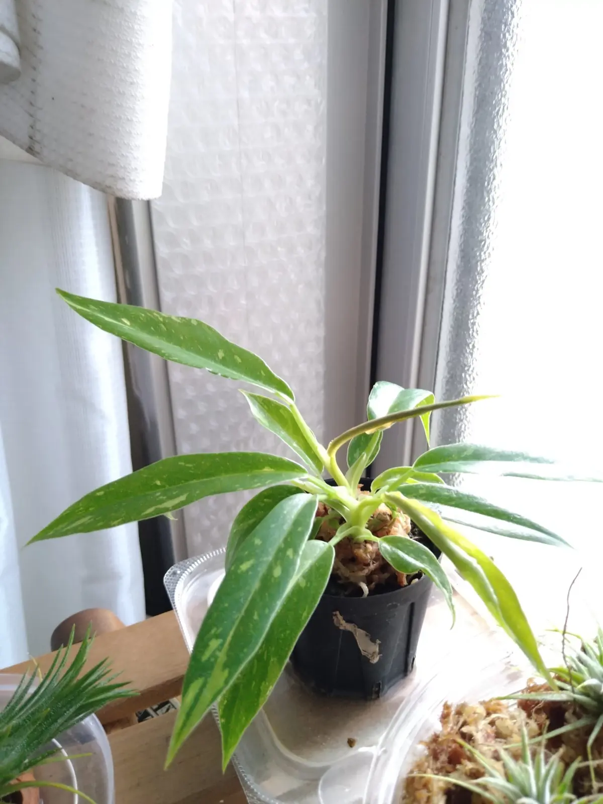 フィロデンドロン　ジャングルブーギー　斑入り