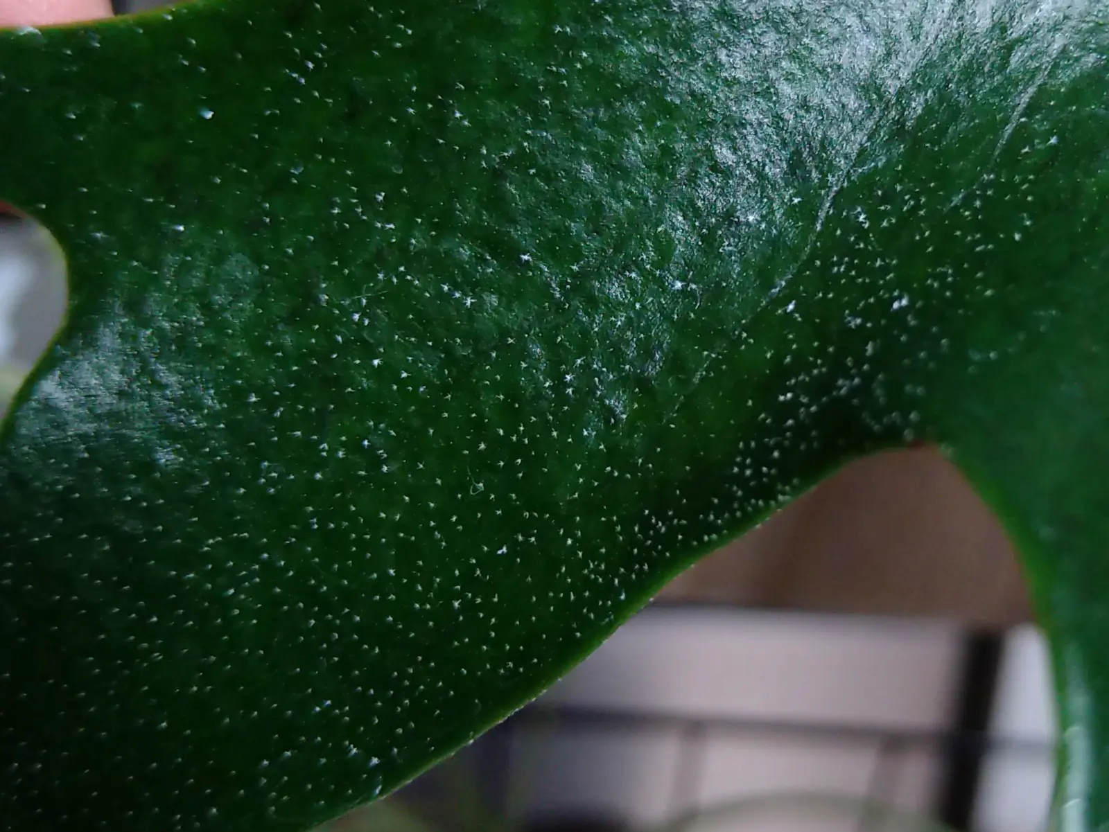 ビカクシダ　広葉×ブルーミー　害虫ではなく星状毛