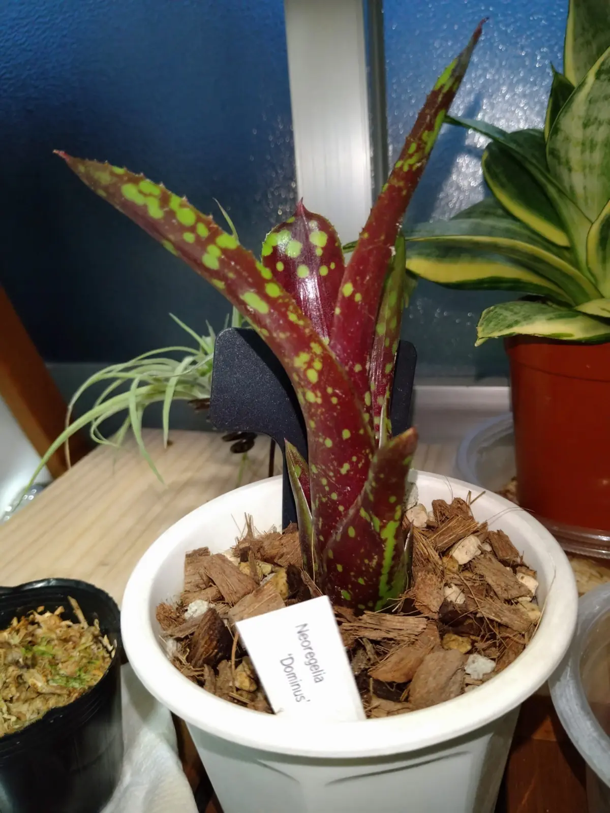 ネオレゲリア　ドミヌス