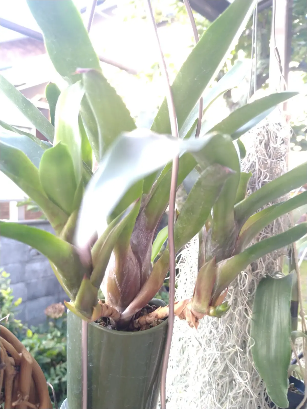 ネオレゲリア　リリープー　子株から子株