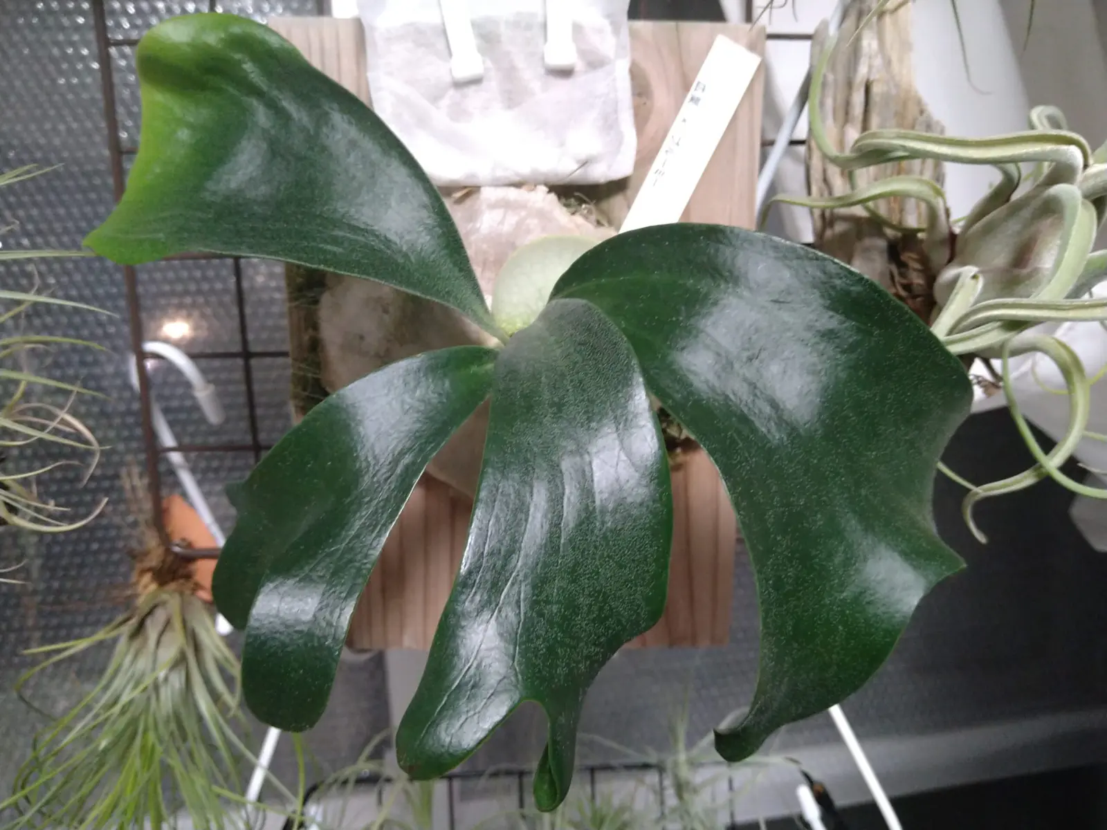 ビカクシダ　広葉×ブルーミー