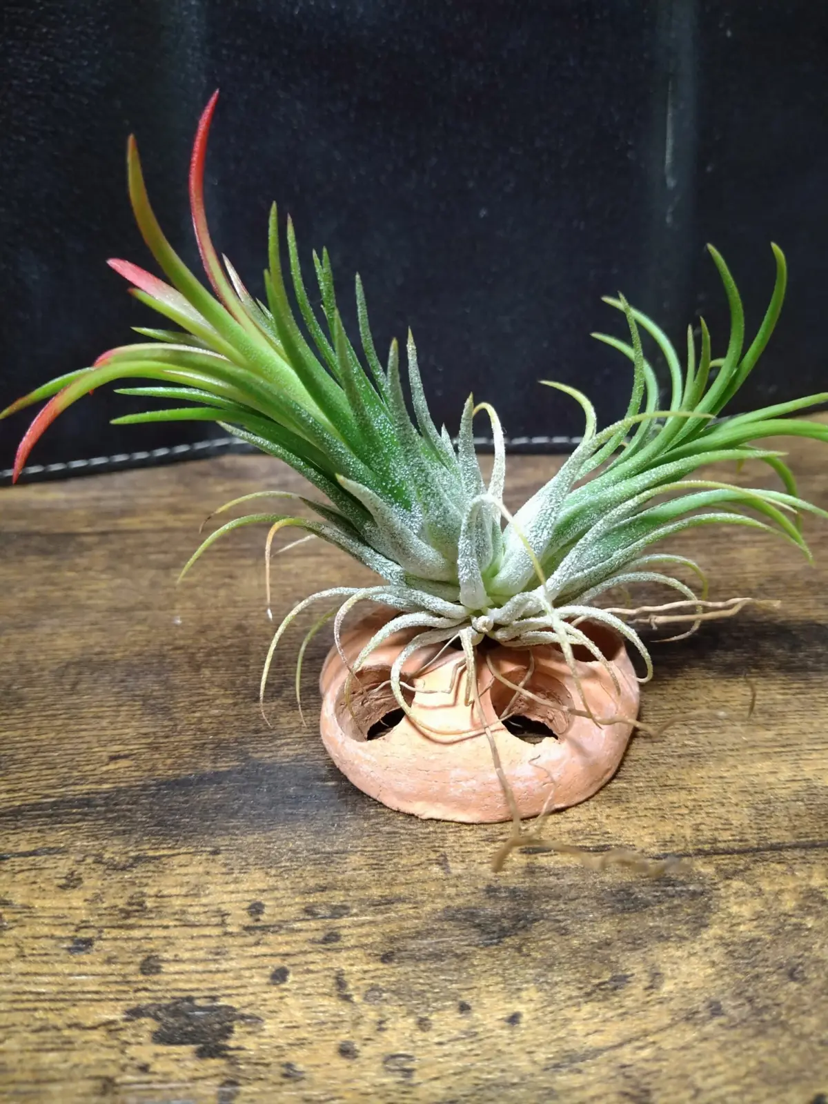 ティランジア　イオナンタ　フエゴ　徒長？