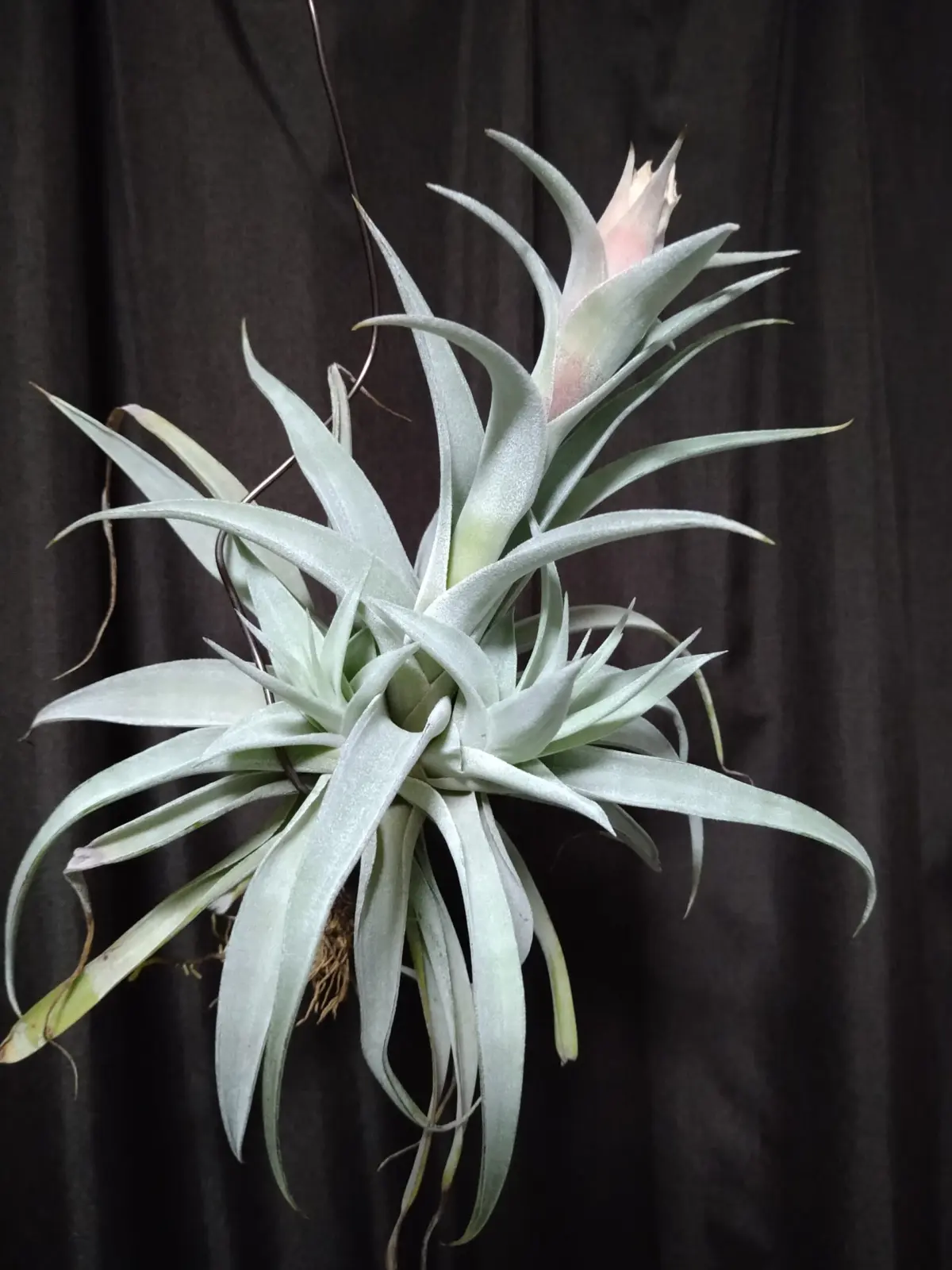 ティランジア　ホンジュレンシス風