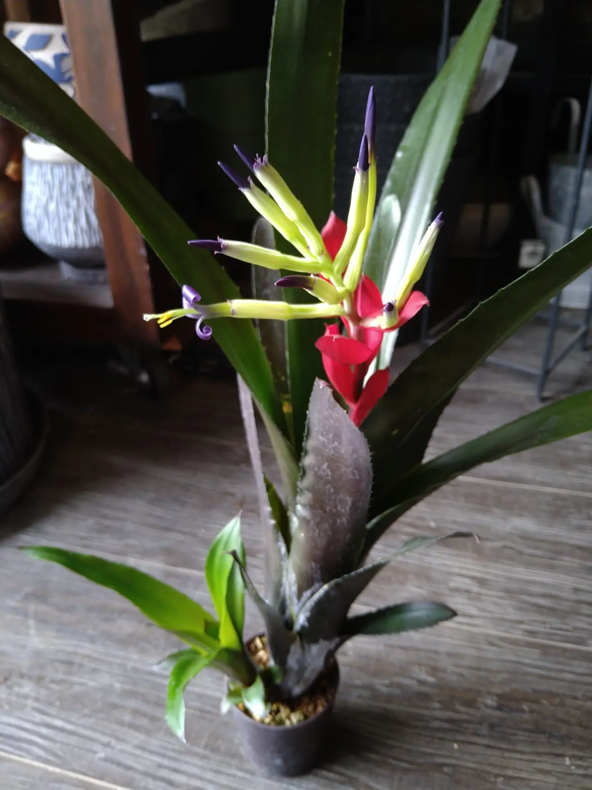 ビルベルギア　ハレルヤ