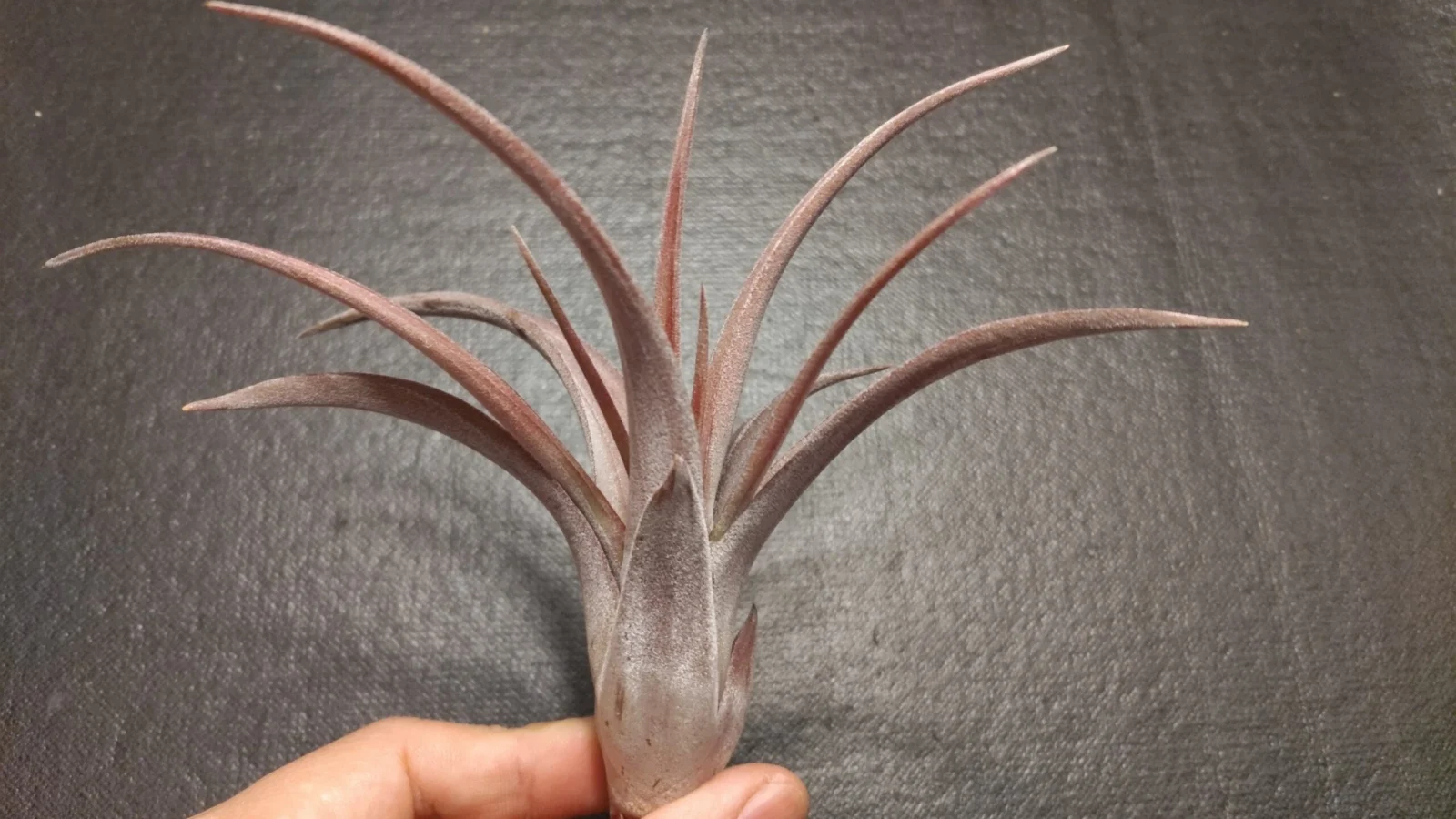 ティランジア トミーロバーツ