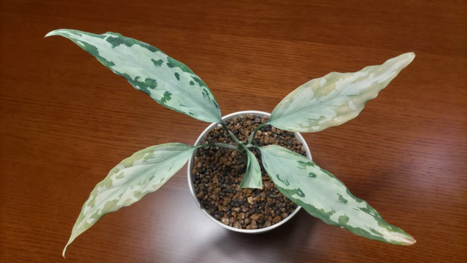 アグラオネマ ピクタム