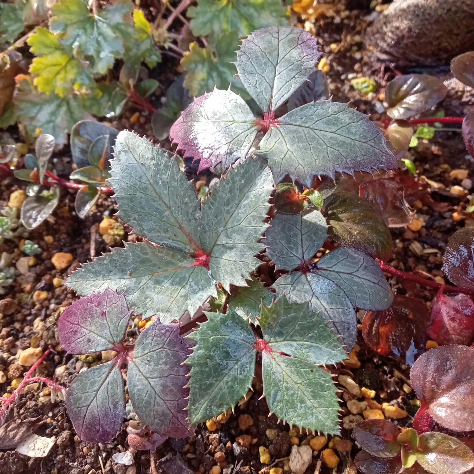 クリスマスローズ ステルニーシルバースター