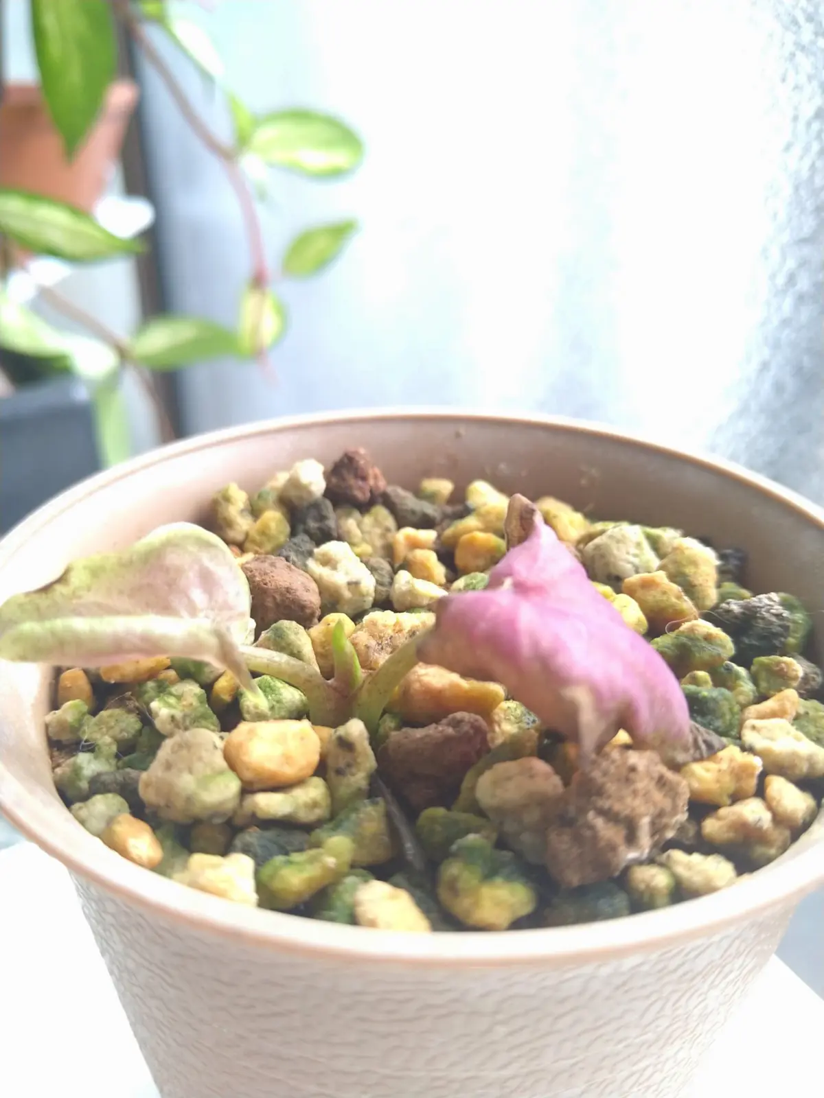 カラジウム　バイカラーフラミンゴ