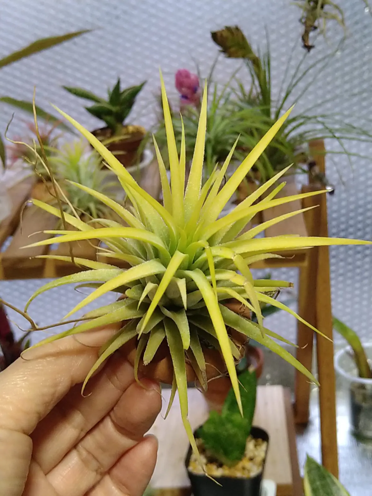 ティランジア　イオナンタ　100均