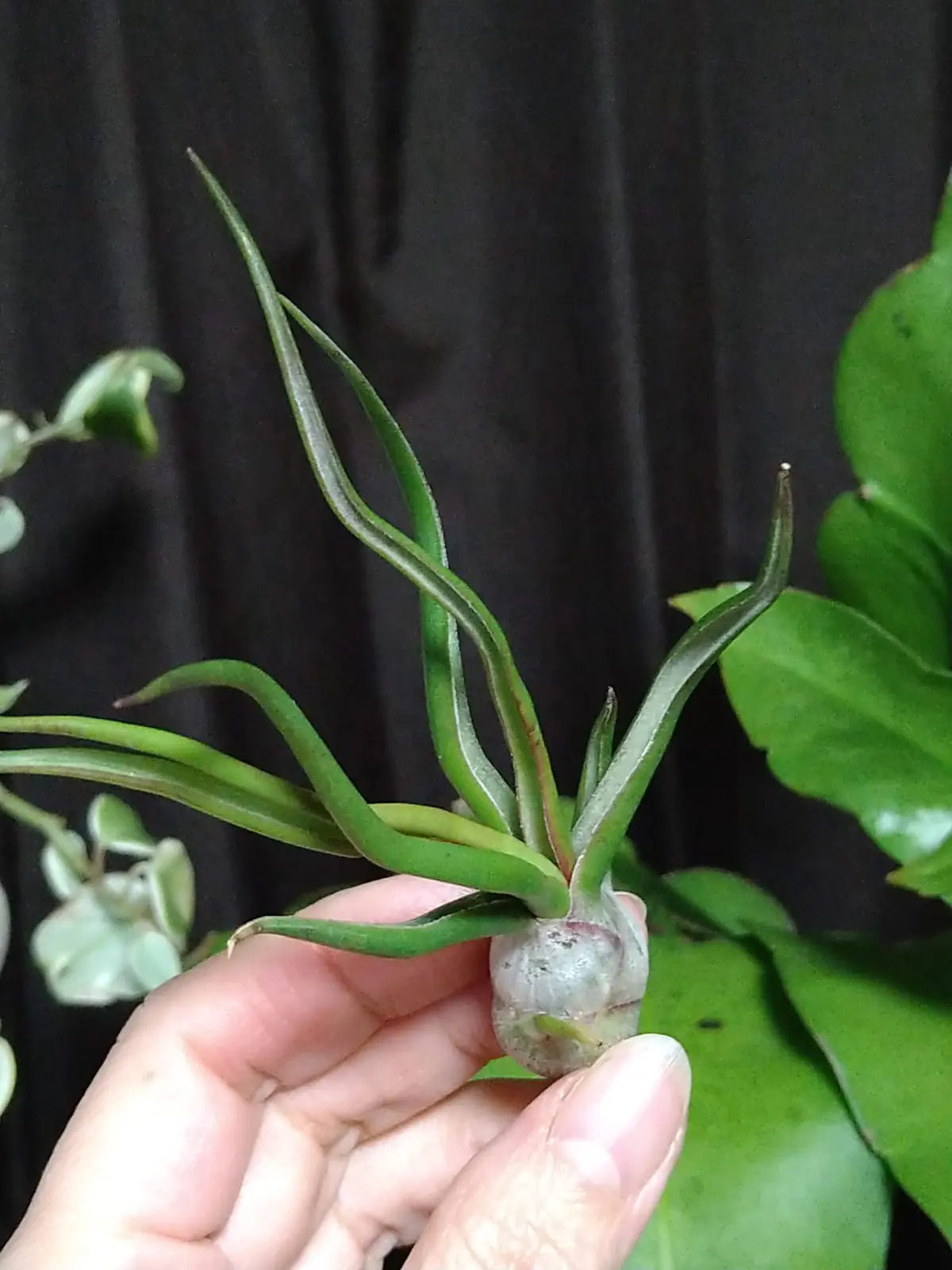 ティランジア ブルボーサ