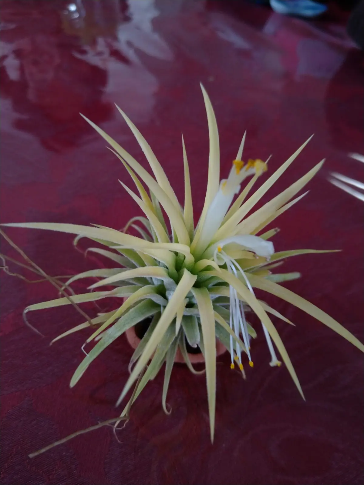 ティランジア イオナンタ 100均