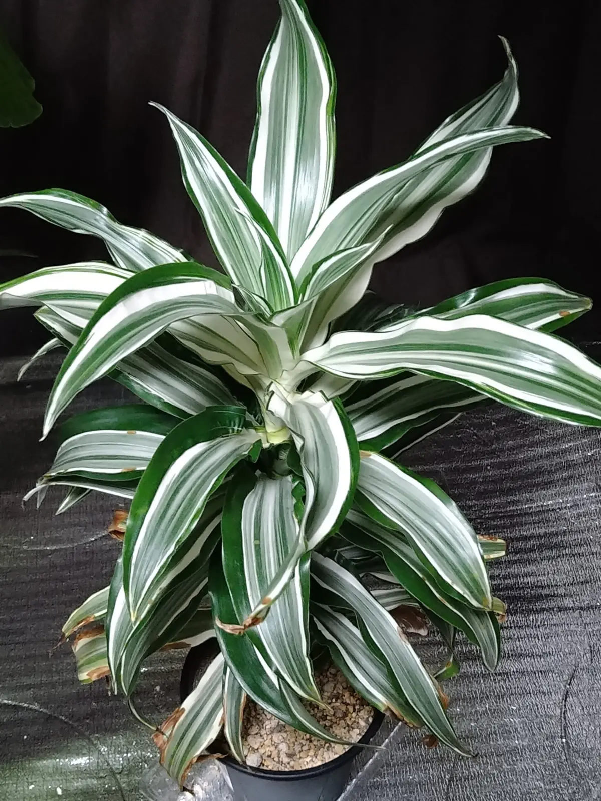 ドラセナ　コンパクタ　サプライ