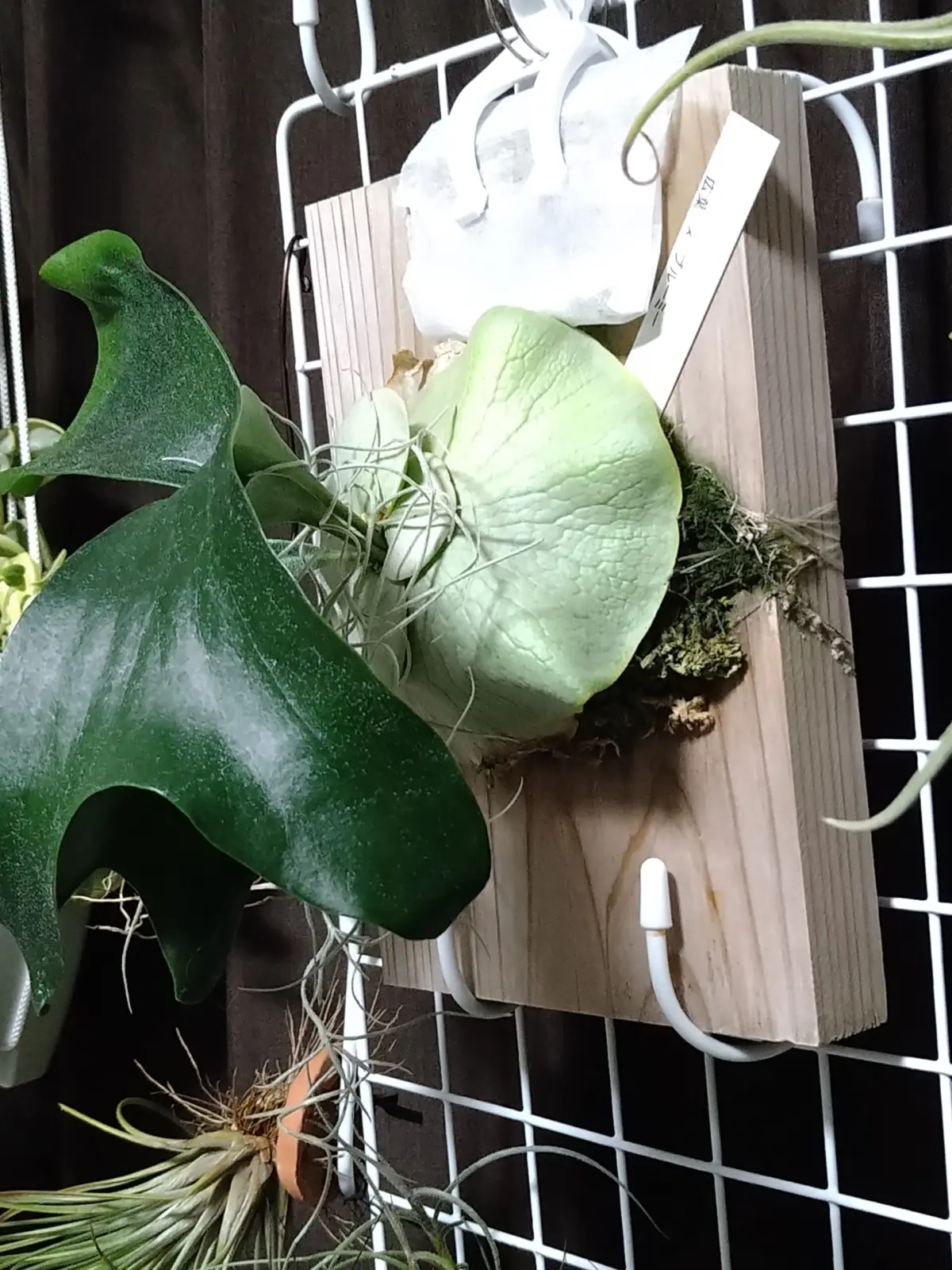 ビカクシダ　広葉×ブルーミー