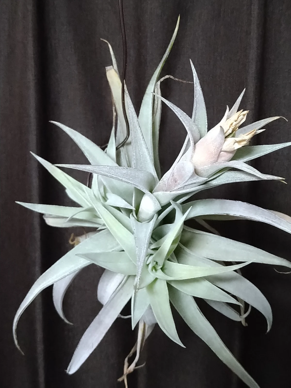 ティランジア ホンジュレンシス風